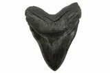 Fossil Megalodon Tooth - Quality Incher #258782-1